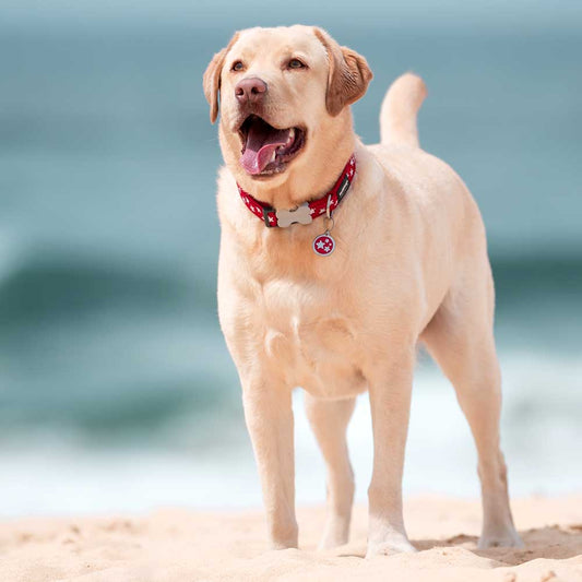 The Essential Guide to Pet Tags: Ensuring Your Pet’s Safety