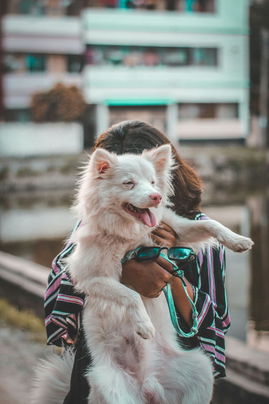 white long haired small dog with blue leash