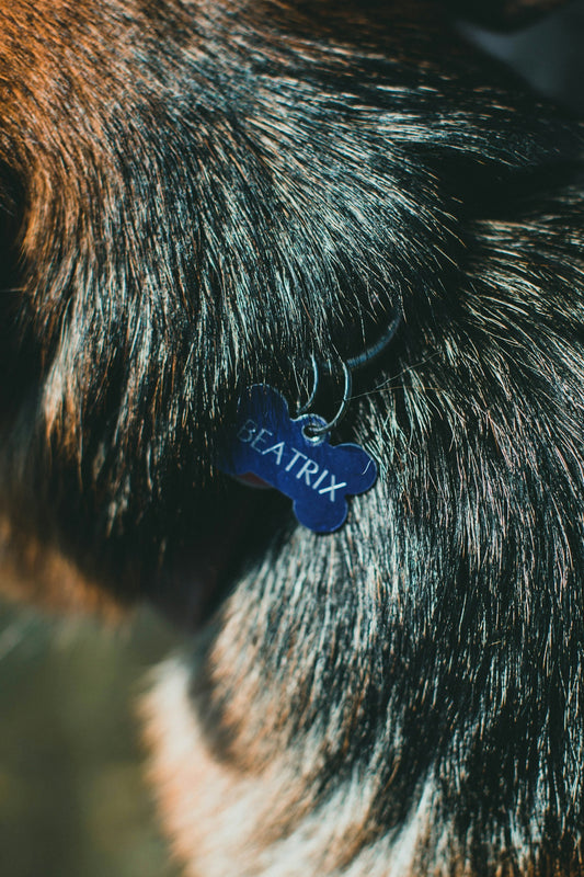 blue and white dog collar
