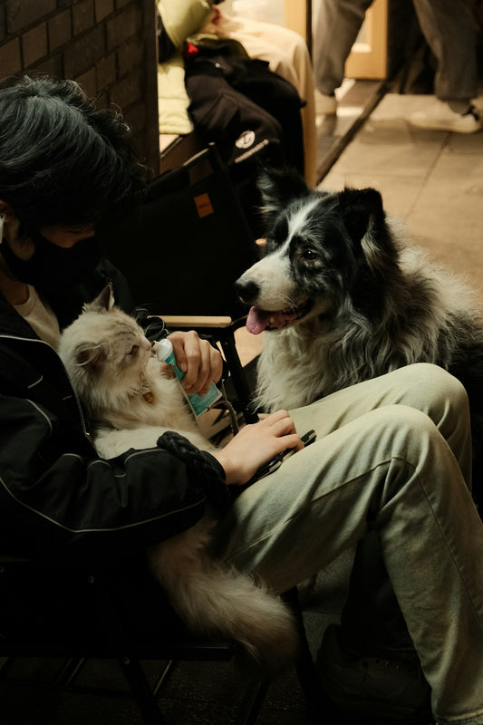 a person sitting on a bench with two dogs