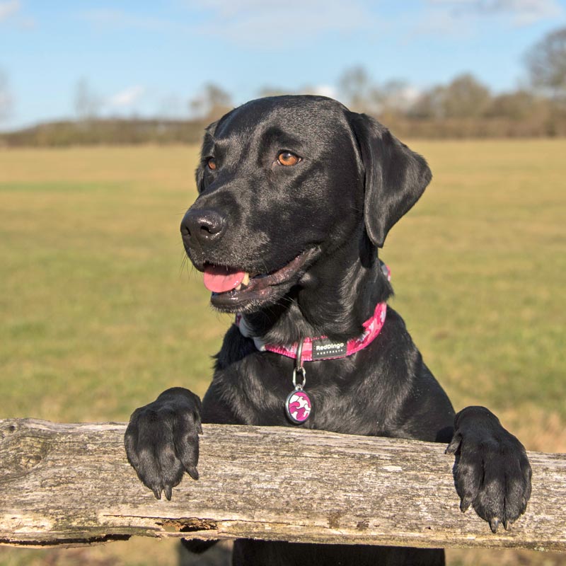 Pet ID Tags Camouflage