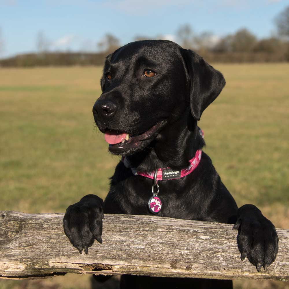 Pet ID Tags Heart
