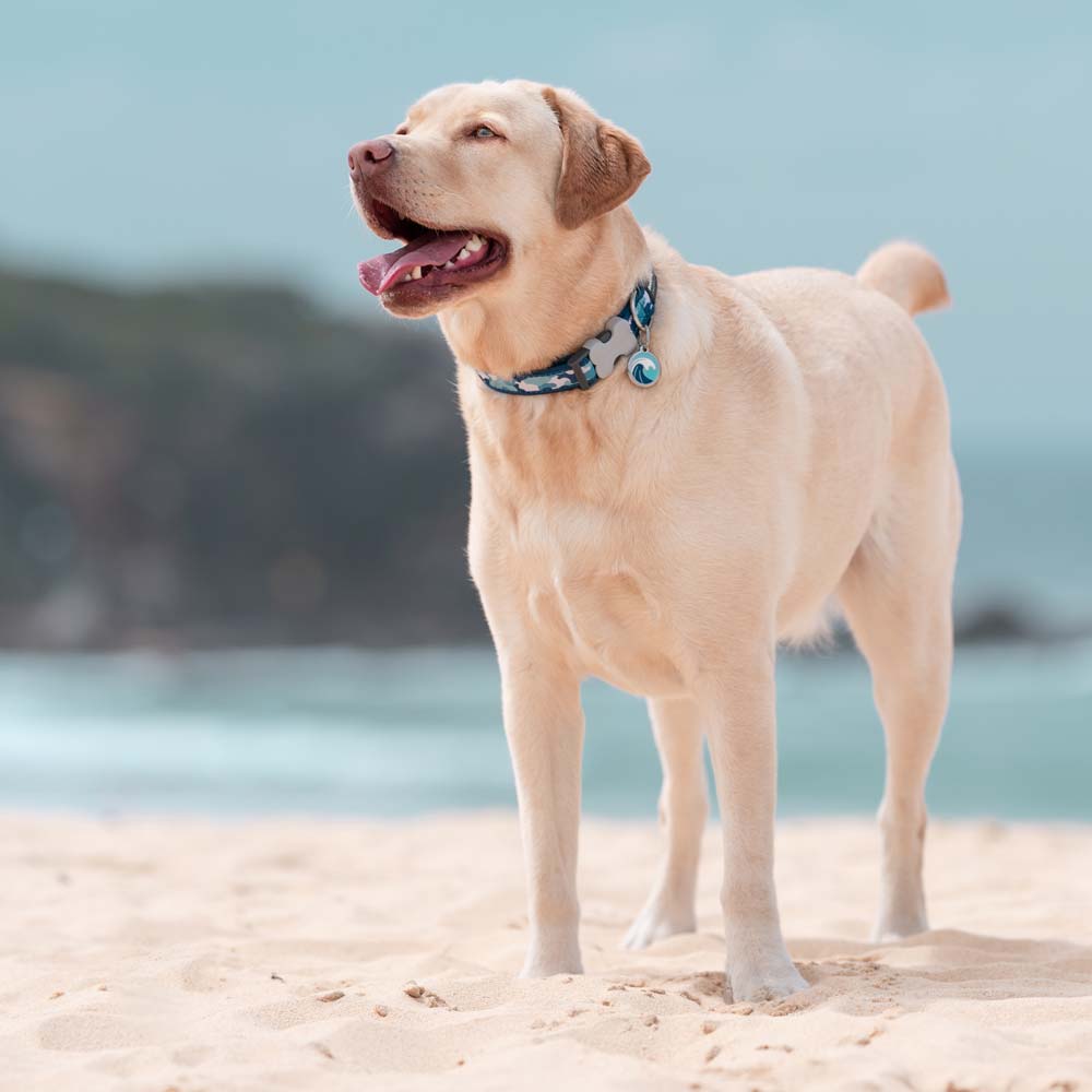 Pet ID Tags Wave