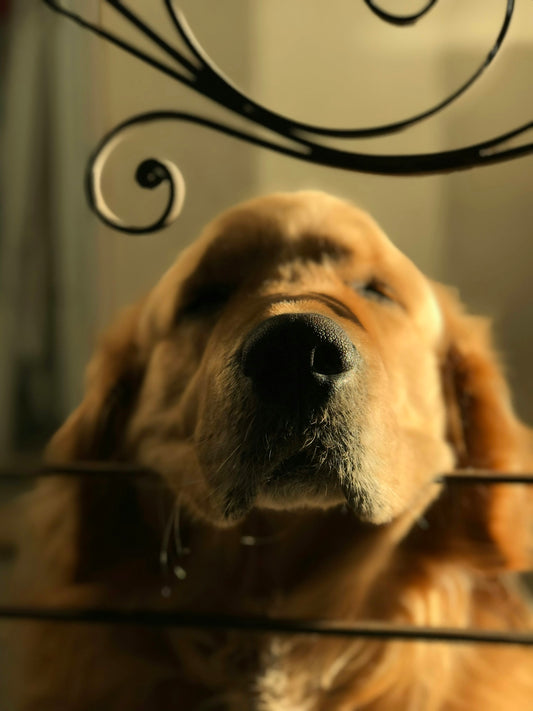 golden retriever with black leash