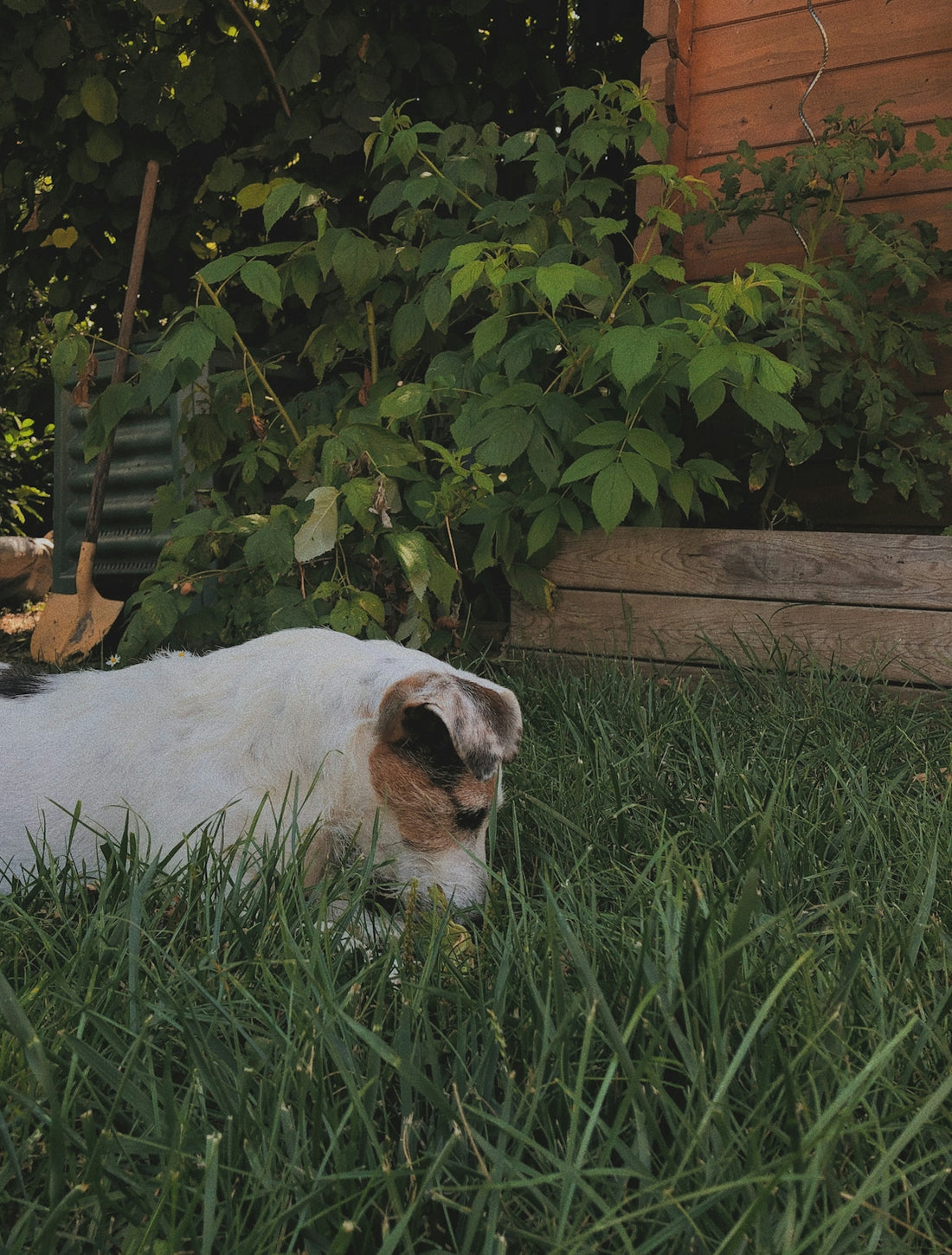 white short coated dog lying on green grass during daytime