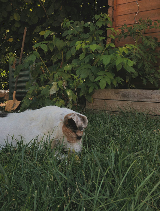 white short coated dog lying on green grass during daytime
