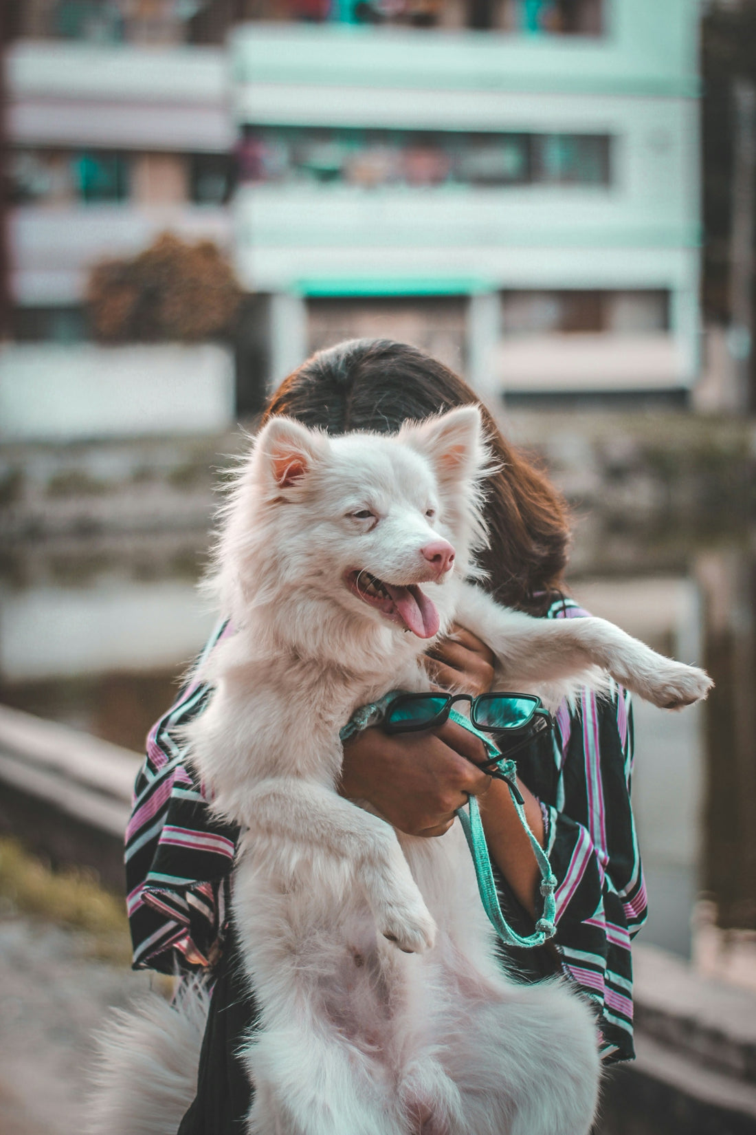 white long haired small dog with blue leash