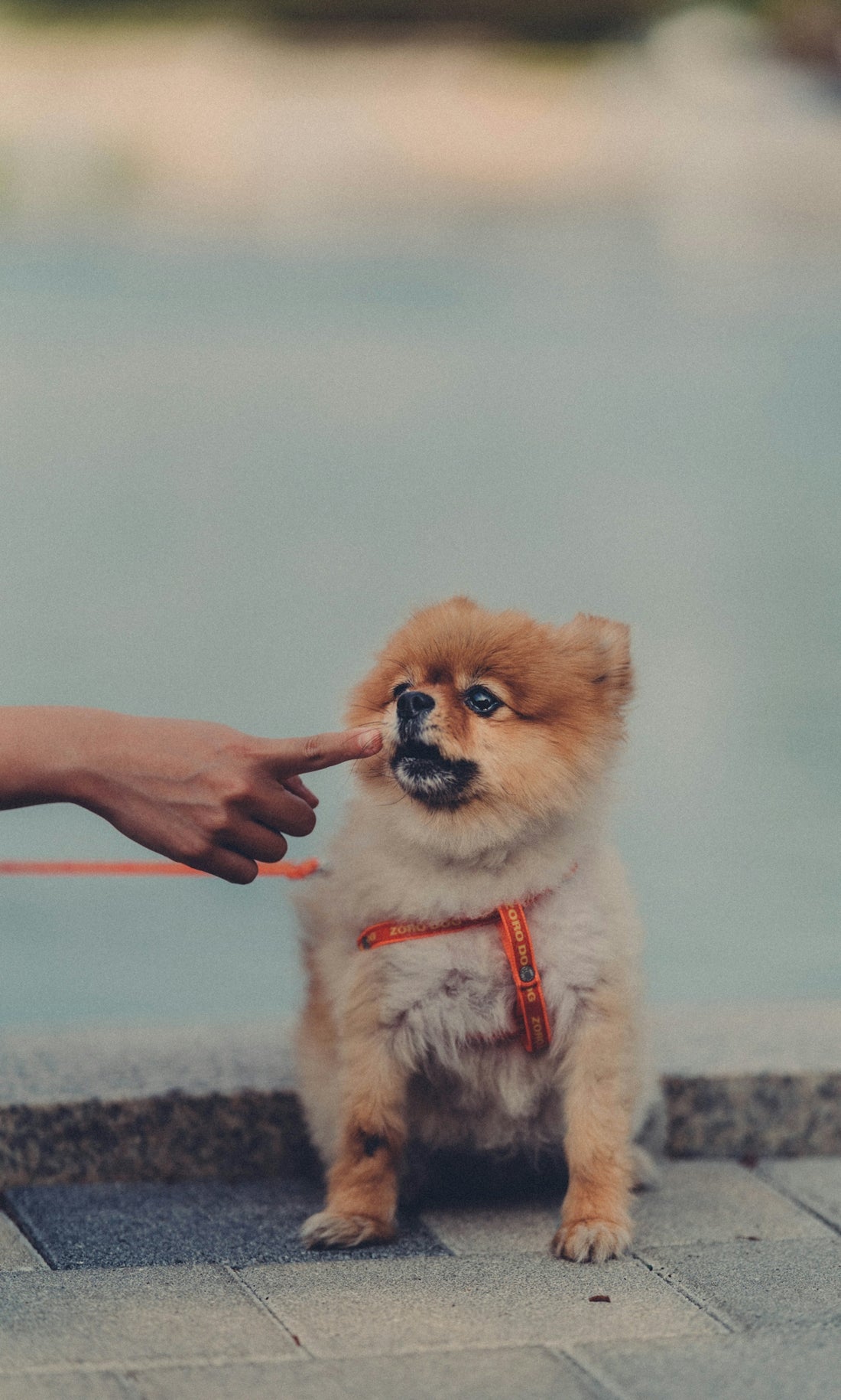 person holding brown long coated puppy