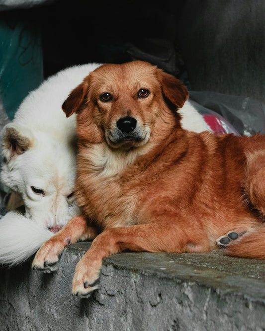 brown and white short coated dog lying on gray concrete floor