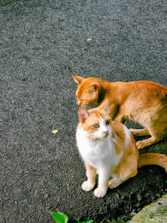 an orange and white cat and a white and black cat