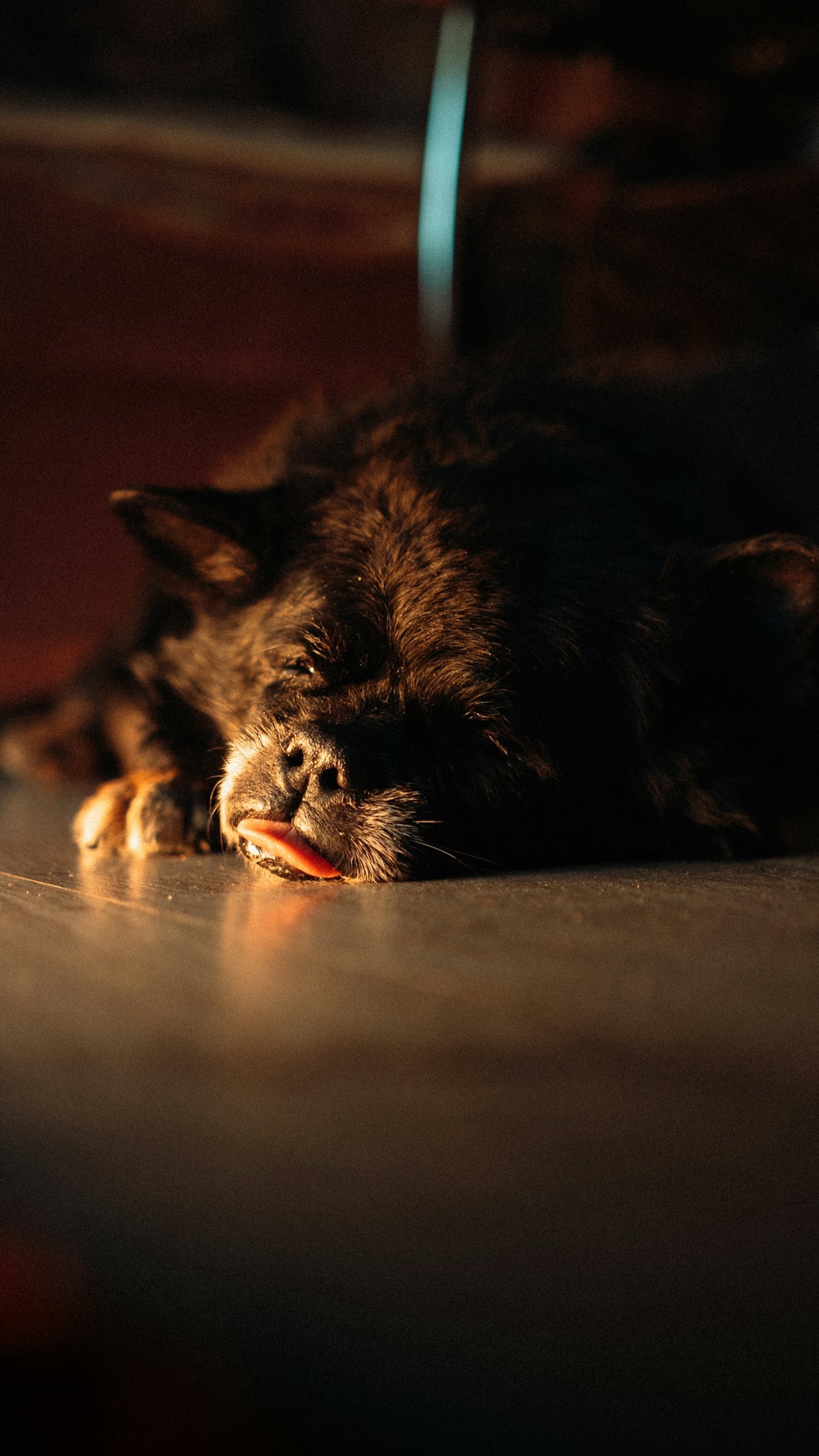 a dog laying on the floor with its head on the floor