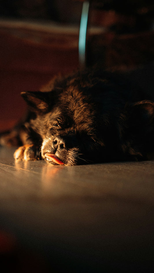 a dog laying on the floor with its head on the floor