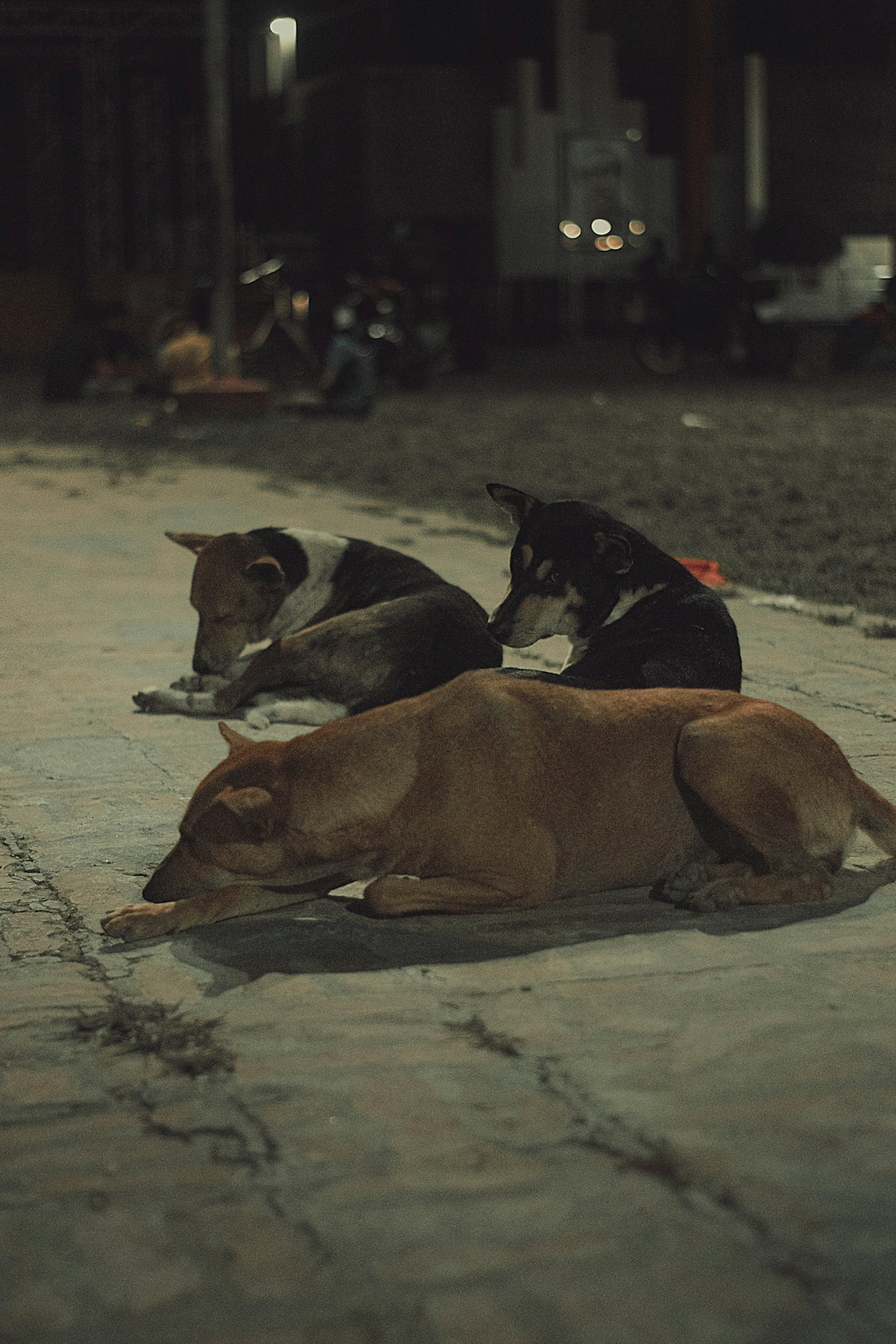 a group of animals lying on the ground