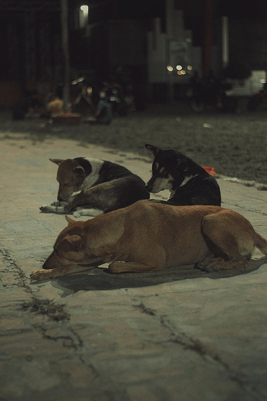 a group of animals lying on the ground