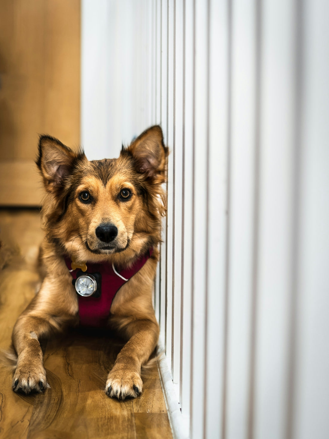 a dog sitting on a wood floor