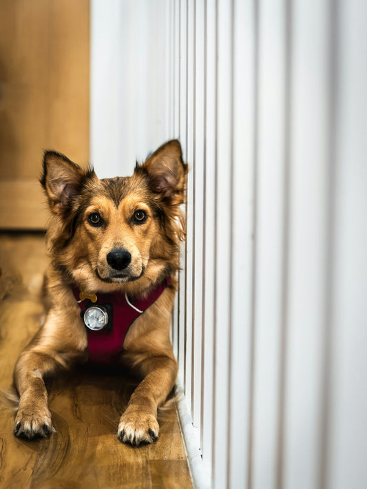 a dog sitting on a wood floor