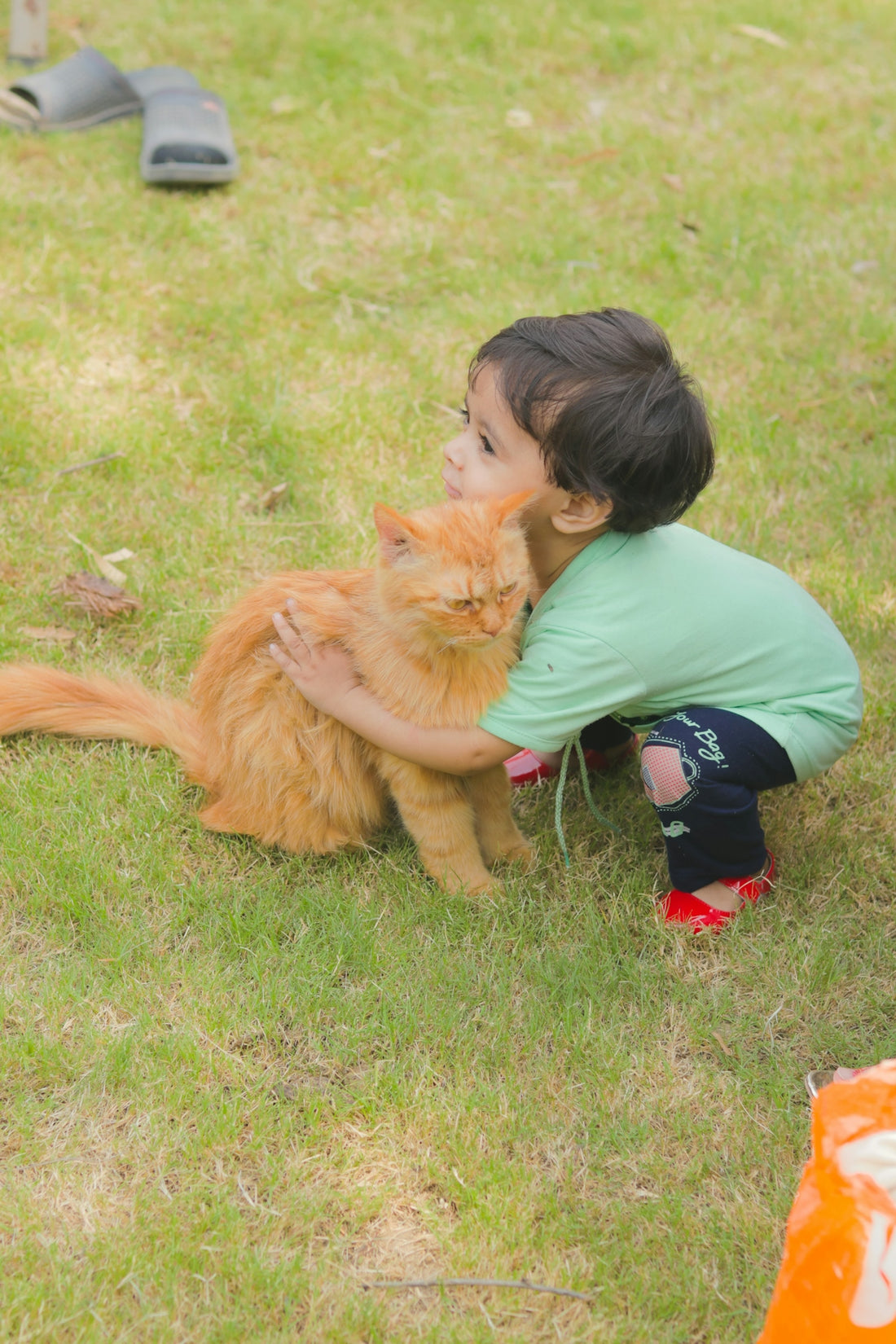 a little girl petting a cat on the grass