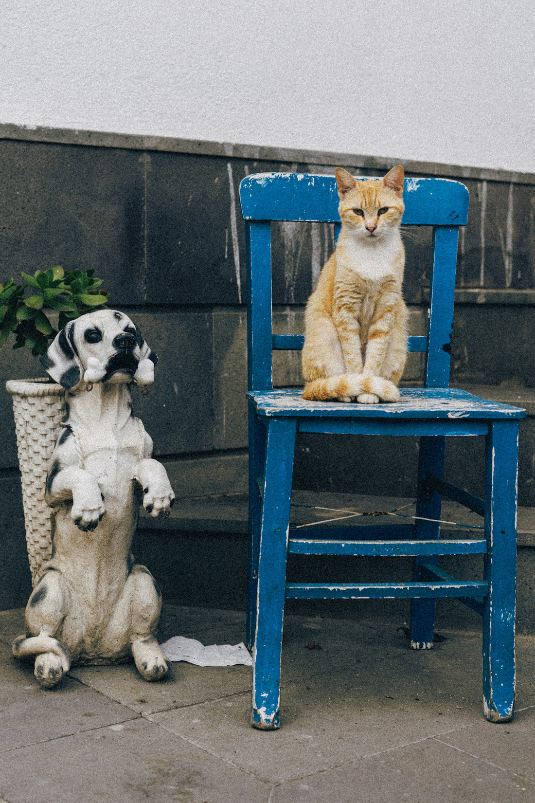 a cat sitting on top of a blue chair next to a dog