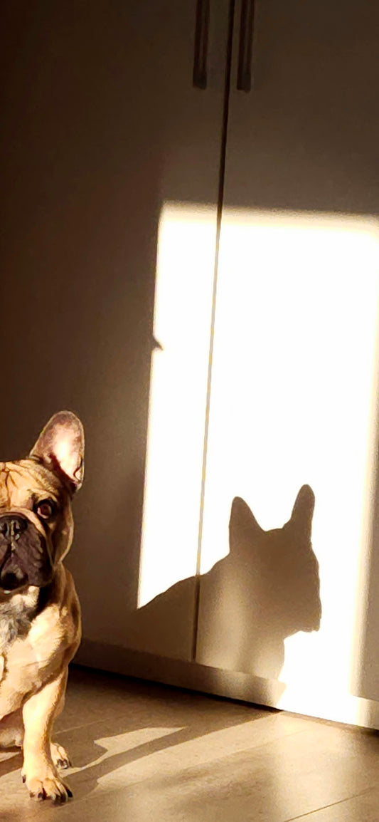 a dog standing in a room with a shadow of a cat on the wall