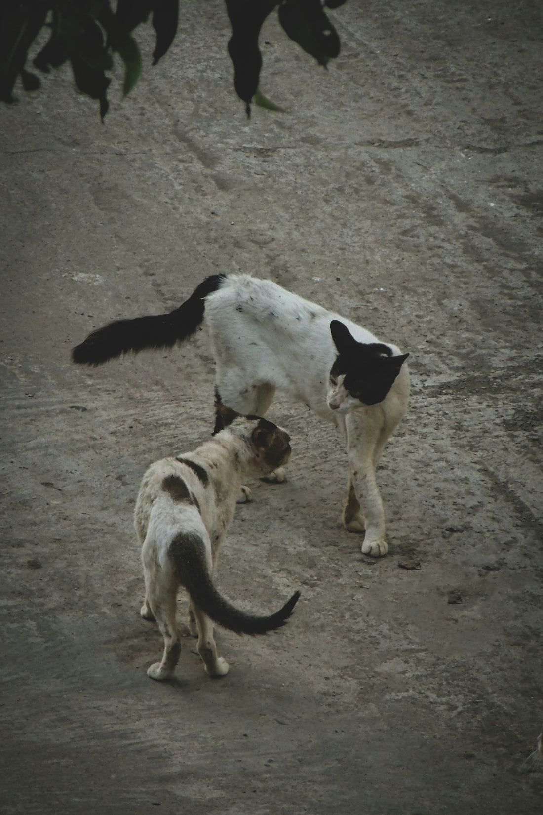 A couple of cats standing on top of a dirt field