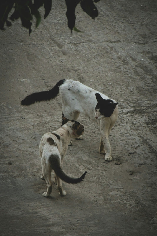 A couple of cats standing on top of a dirt field