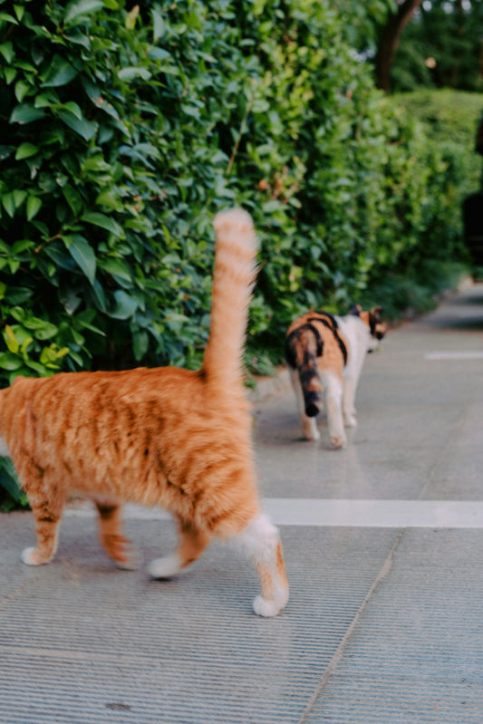 Two cats walking down a sidewalk next to bushes