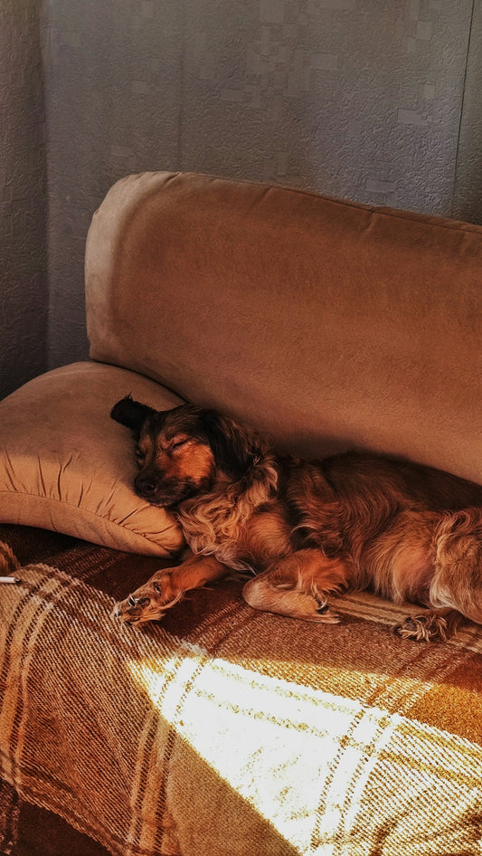 A dog laying on a couch with a pillow
