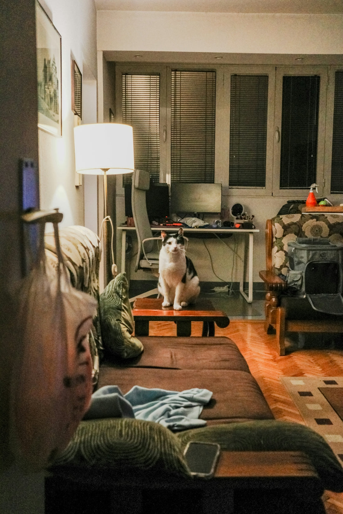 A living room with a dog sitting on the couch
