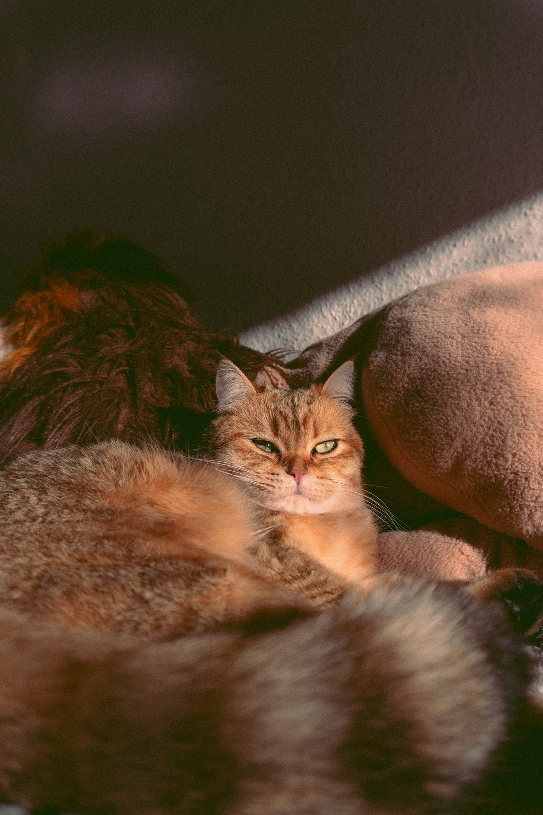 A couple of cats laying next to each other
