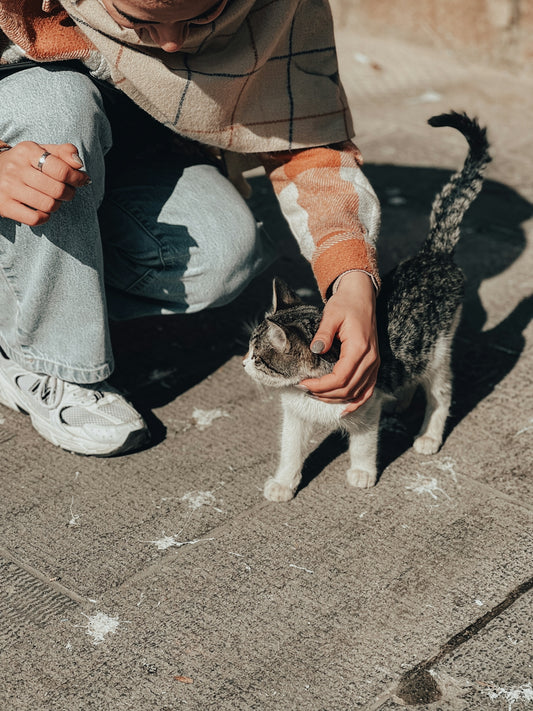 A person kneeling down petting a cat on the ground