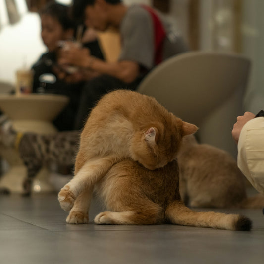 An orange cat sitting on the floor in front of a group of people
