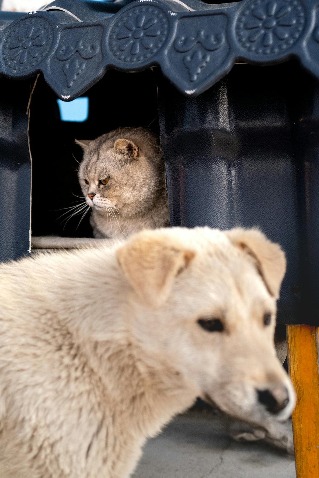 A cat peeks out from a shelter, with a dog in front.