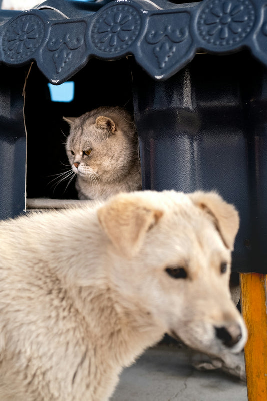 A cat peeks out from a shelter, with a dog in front.