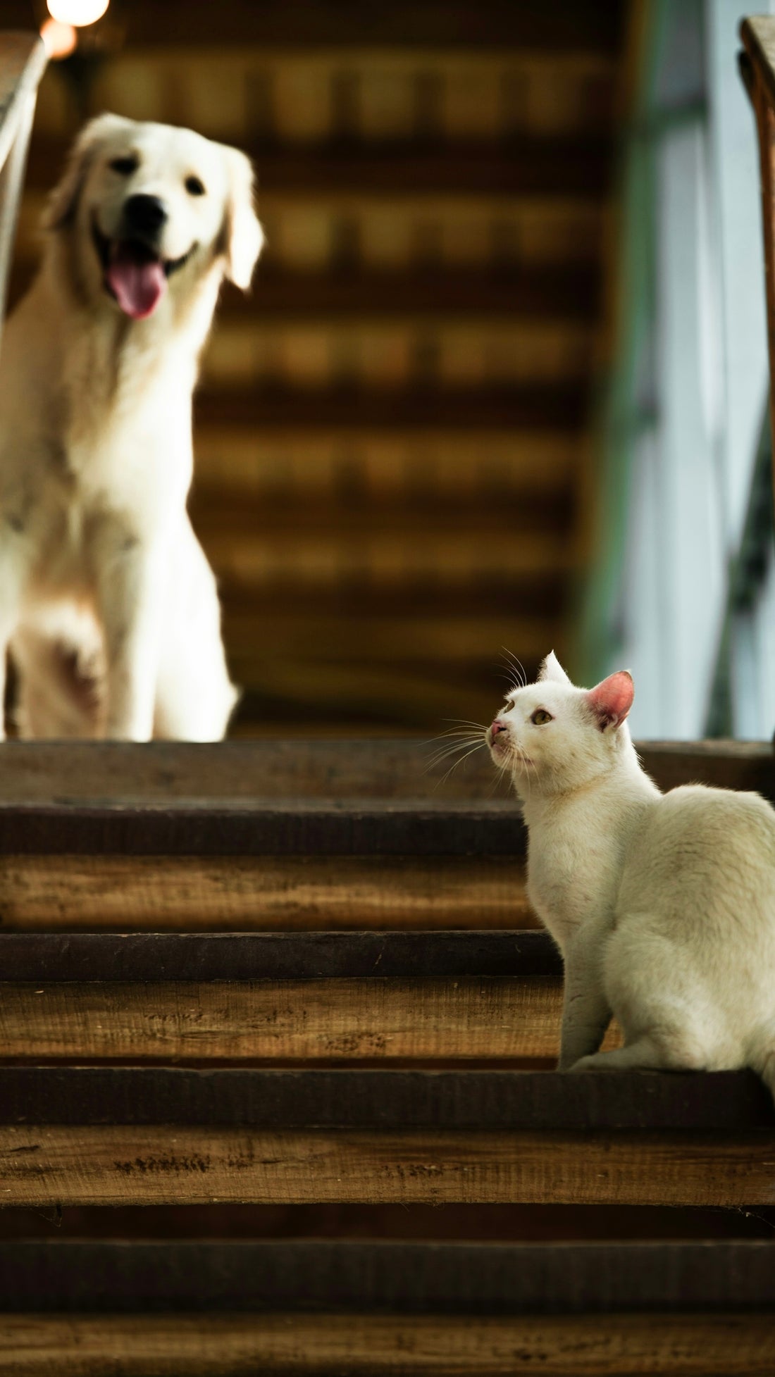 A white cat and a golden retriever on stairs