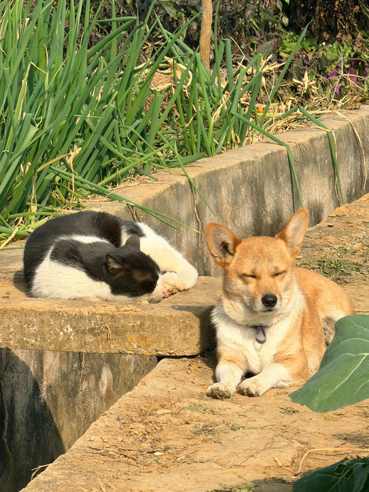 Two dogs resting in the sun