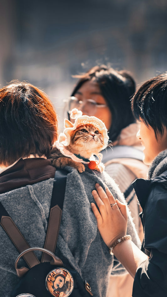 A cat wearing a hat sits on a person's shoulder.