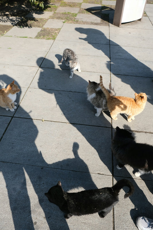 Several cats gathered on a paved area with shadows.