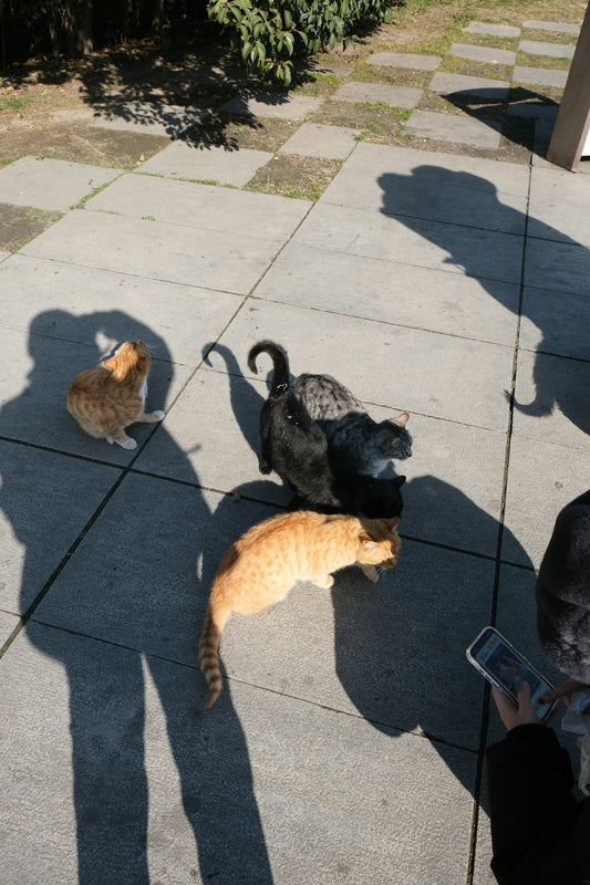 Several cats gathered on a sunny paved area.