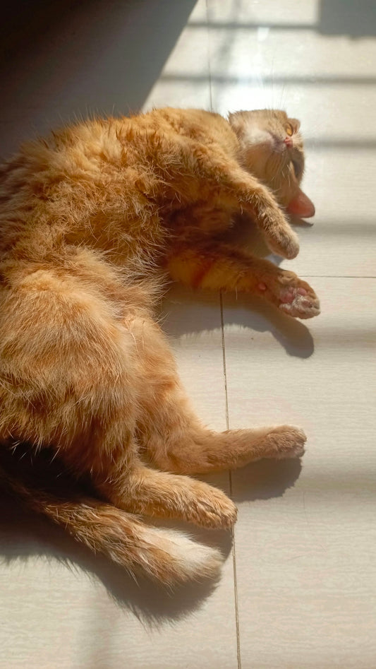 An orange cat sleeping on a tiled floor in sunlight.