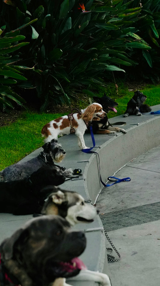 Several leashed dogs relaxing on a curved concrete wall outdoors
