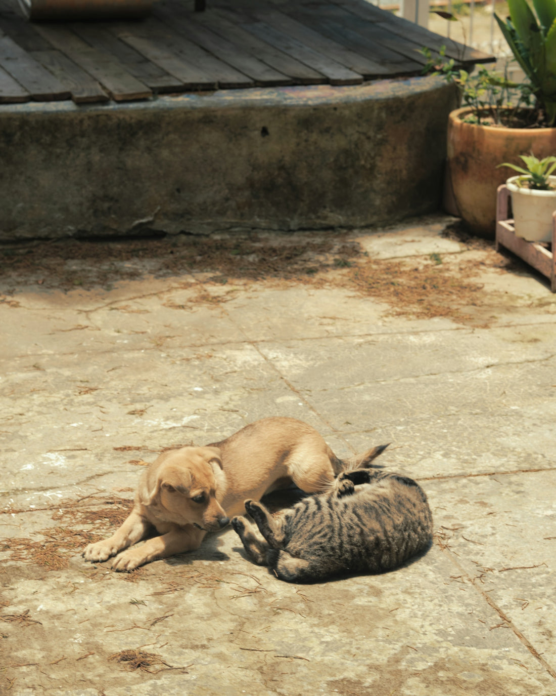 A tan puppy and a tabby cat playing on a concrete patio