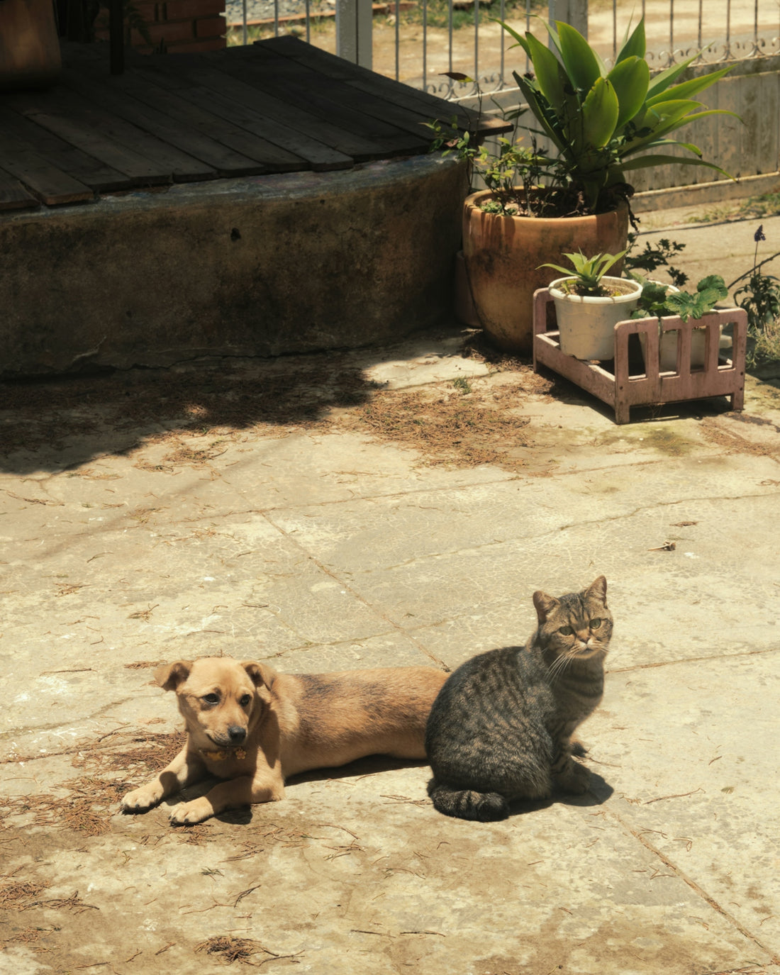 A tan dog lying down beside a tabby cat on a concrete patio