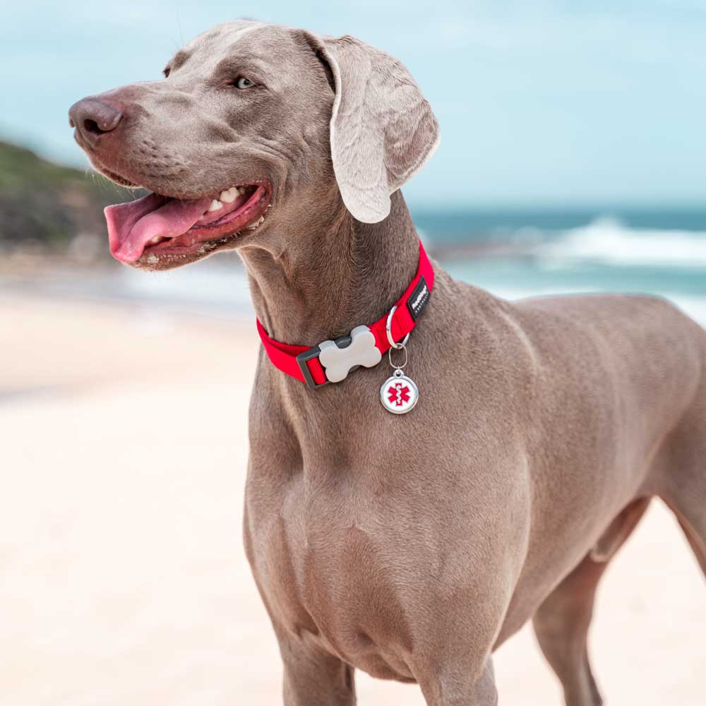 Pet ID Tags Bone in Bowl 