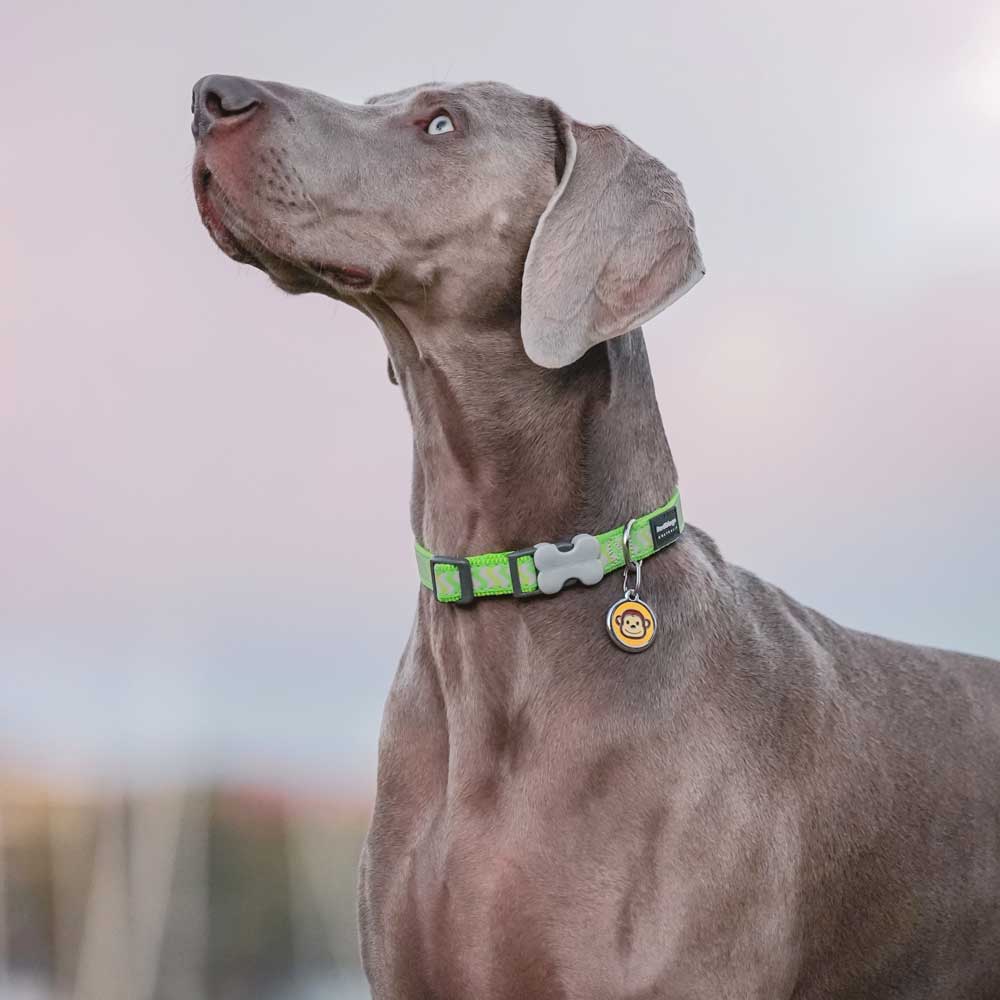 Pet ID Tags Bone in Bowl 