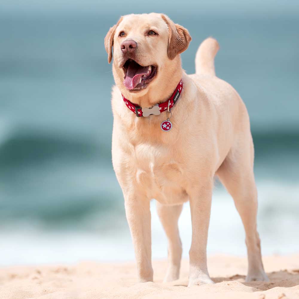 Pet ID Tags Bone in Bowl 