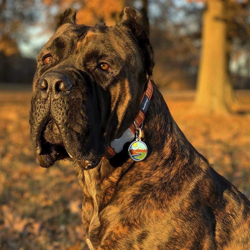 Pet ID Tags Skull & Cross Bones 