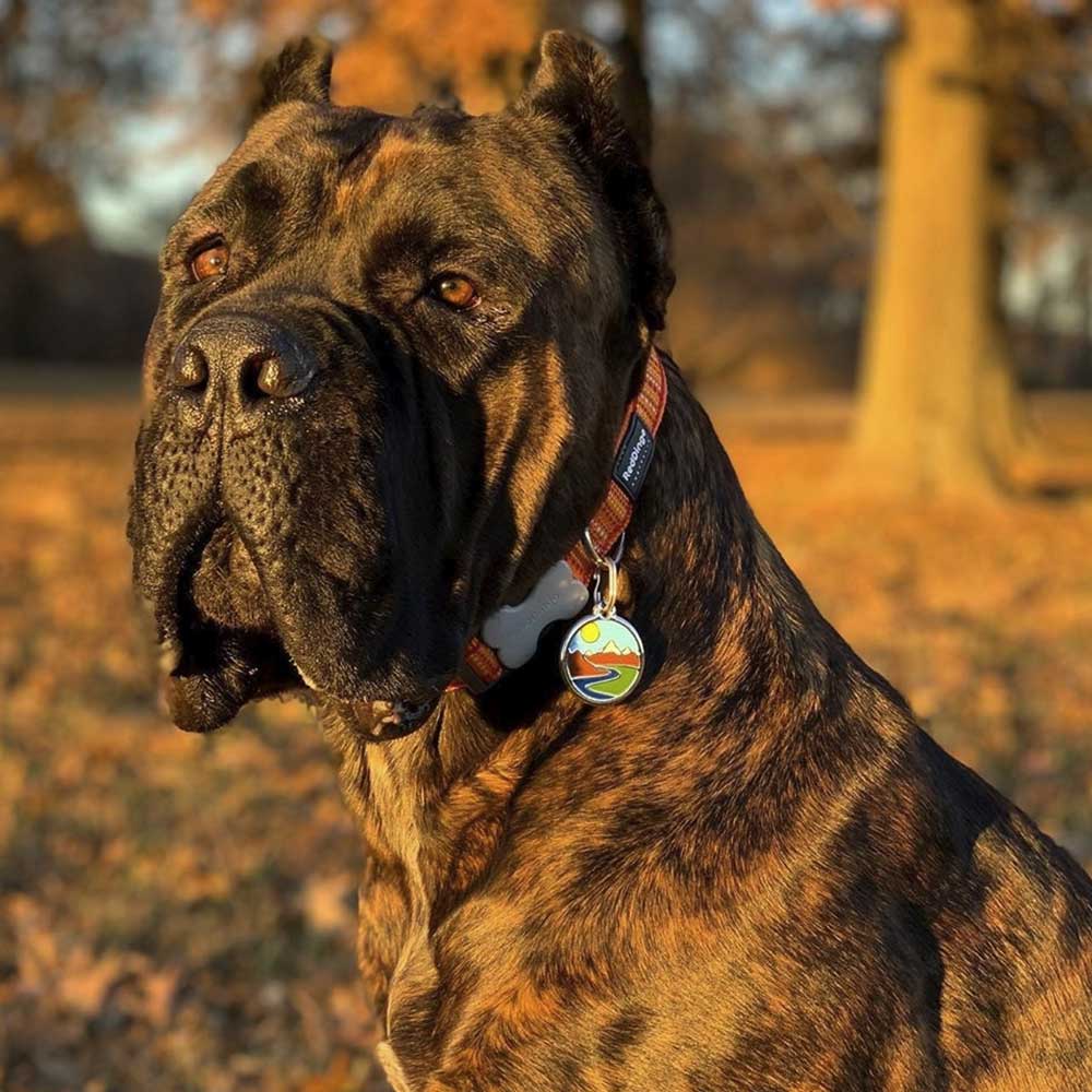 Pet ID Tags Horseshoe 